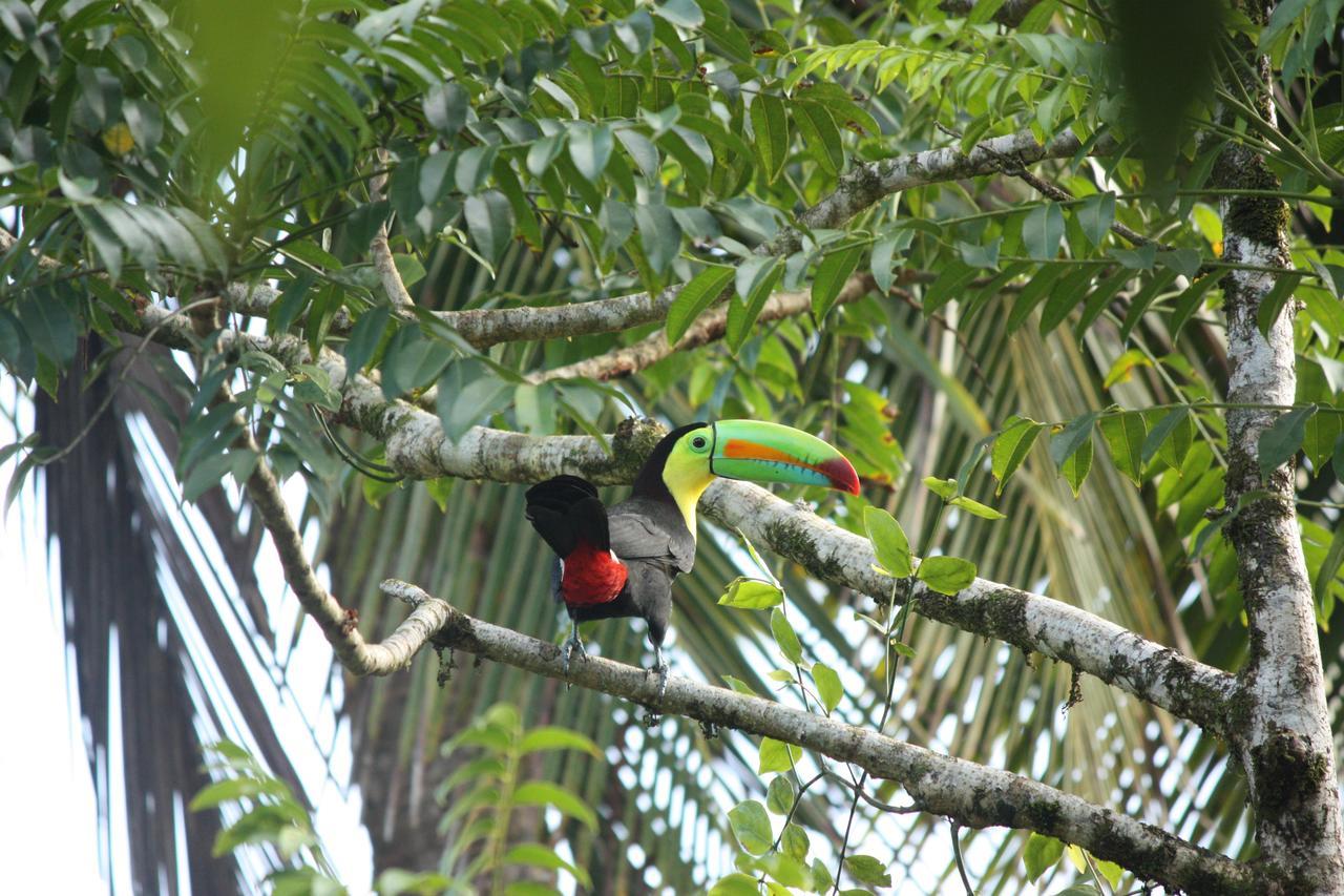 Hotel Vista Al Tortuguero Cariari  外观 照片