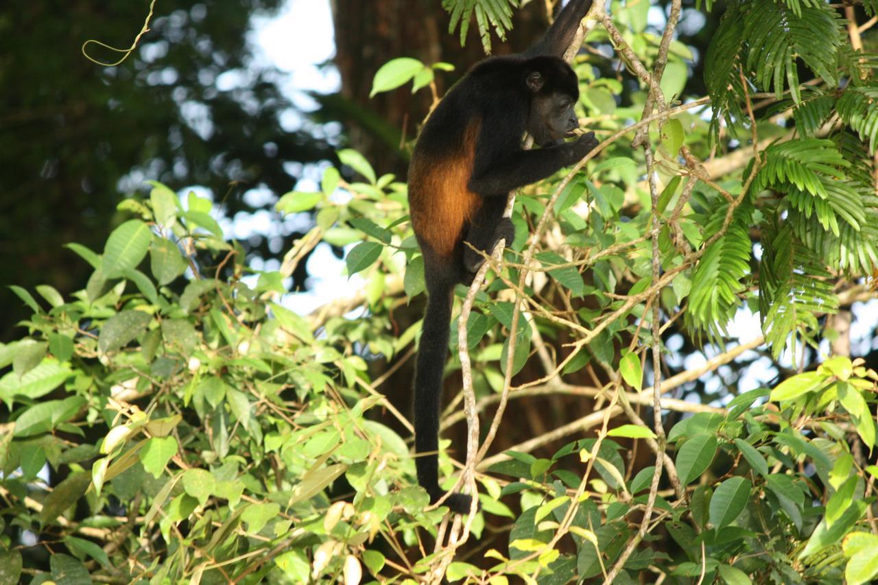 Hotel Vista Al Tortuguero Cariari  外观 照片