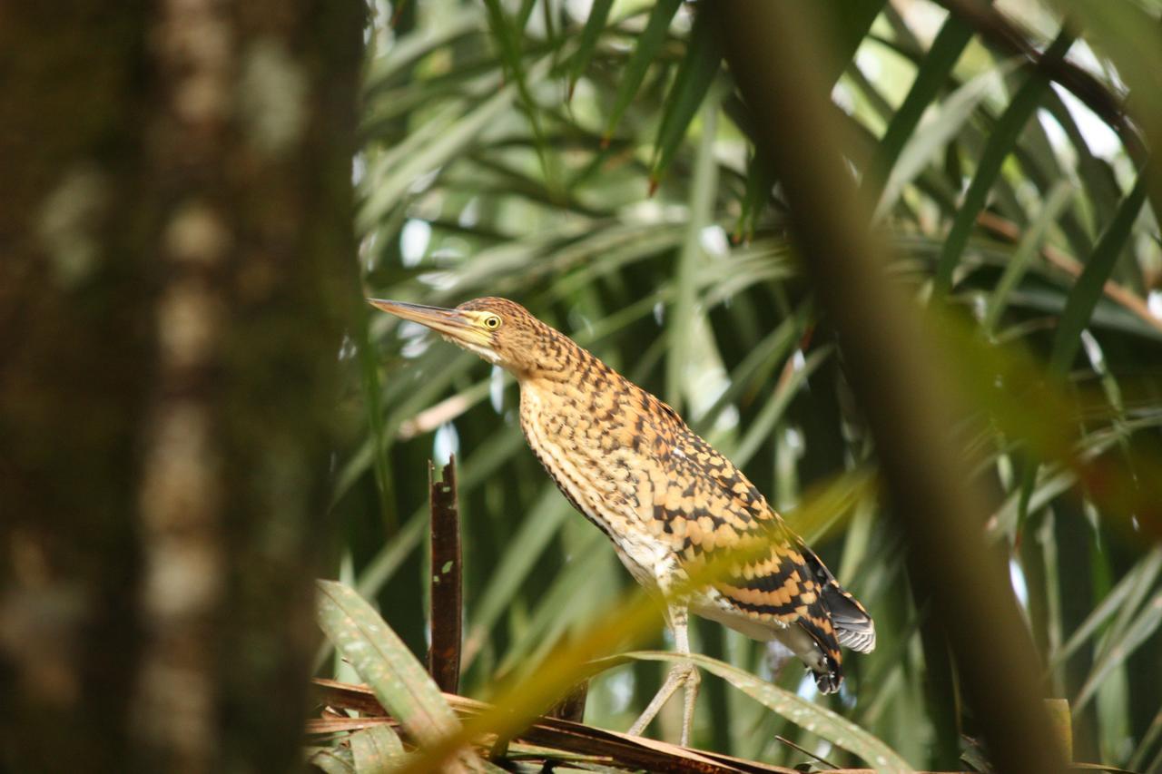 Hotel Vista Al Tortuguero Cariari  外观 照片