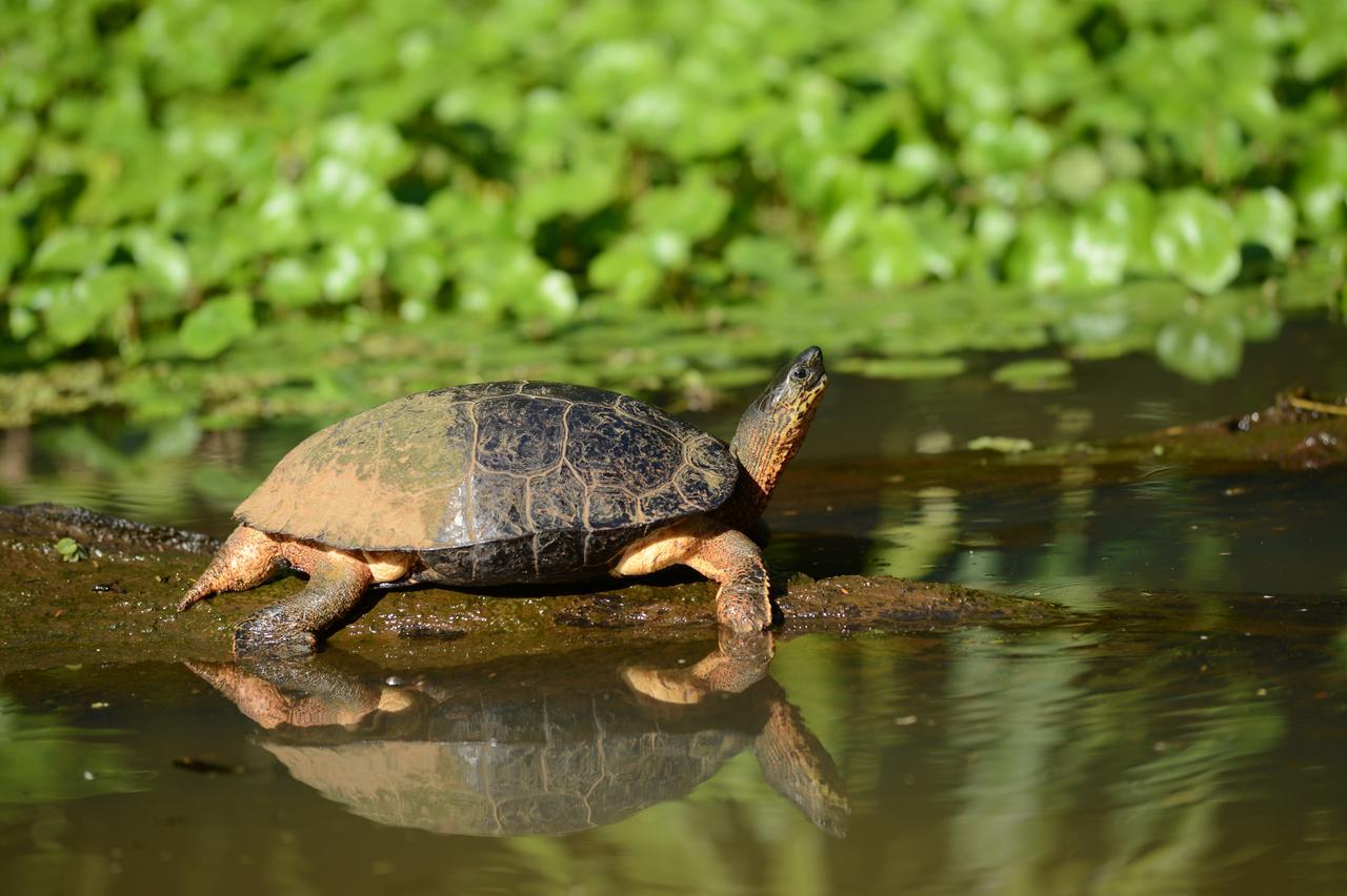 Hotel Vista Al Tortuguero Cariari  外观 照片