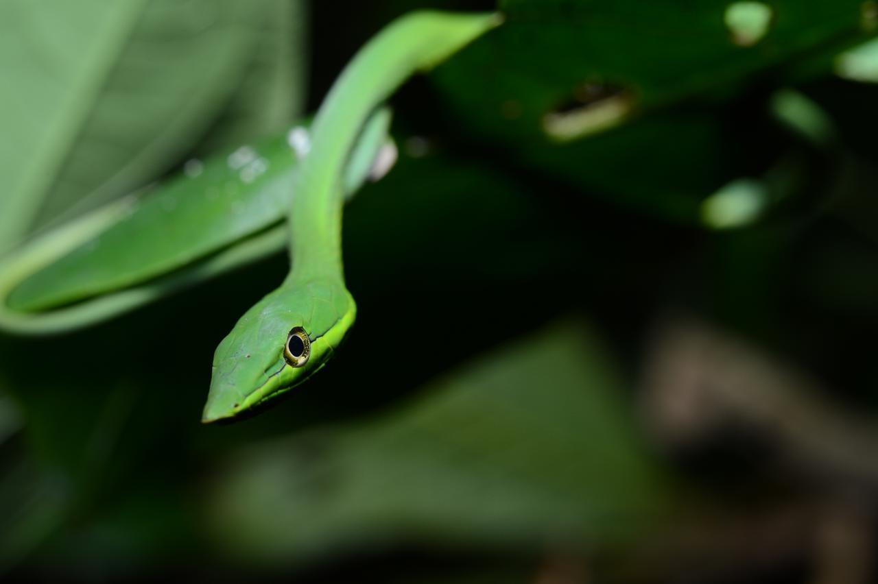 Hotel Vista Al Tortuguero Cariari  外观 照片